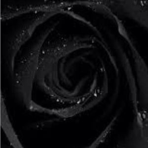 Meet your Posher, Ava